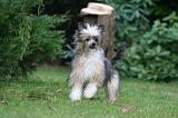 CHIEN NU CHINOIS 238